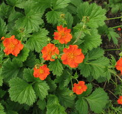 Гравилат шарлаховый "Кой"