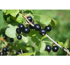 Смородина черная "Бинар"