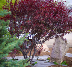 Слива декоративная 'Cistena' 