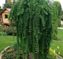 Лиственница японская 'Stiff Weeper'