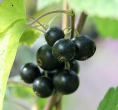 Смородина черная "Нара"