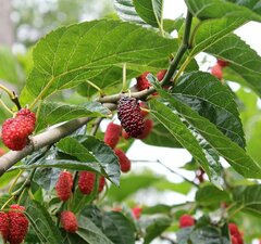 Шелковица красная 