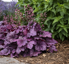 Гейхера пурпурная 