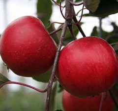 Яблоня красномякотная 'Red Love Era'