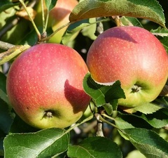 Яблоня карликовая "Осеннее низкорослое"