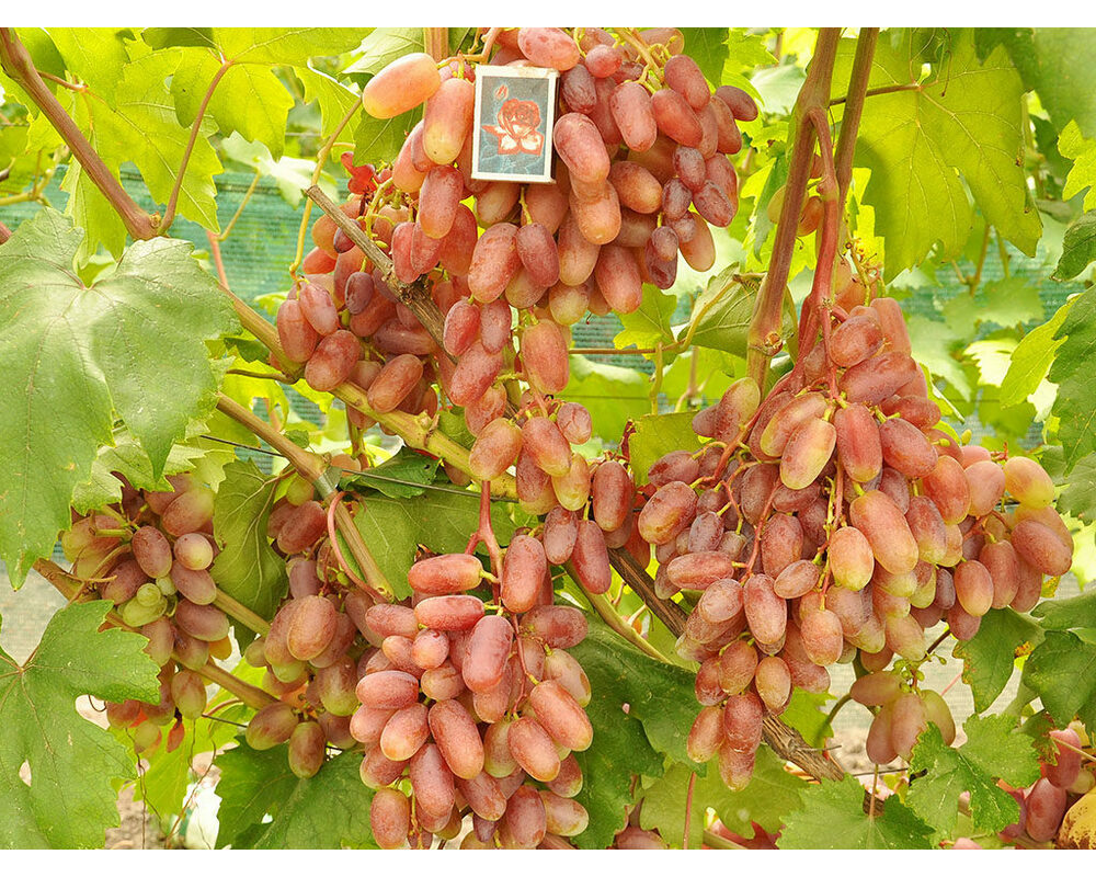 фото винограда новейших сортов винограда