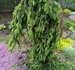 Ель обыкновенная 'Inversa'