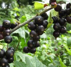 Смородина черная "Гармония"