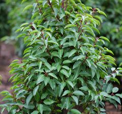 Лавровишня португальская 'Angustifolia'
