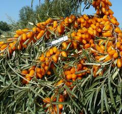 Облепиха "Эссель"