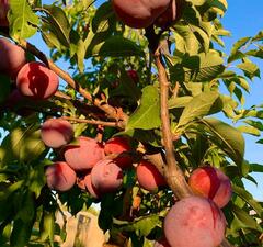 Шарафуга "Вельвет Санрайз" 