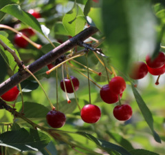 Вишня плодовая "Саржента" 