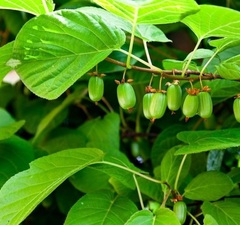 Актинидия коломикта