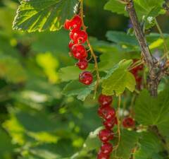 Смородина красная "Уральские зори"