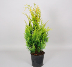 Кипарисовик 'Ivonne'