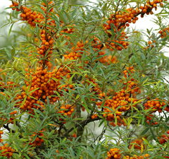 Облепиха "Великан"