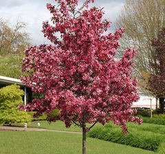 Яблоня декоративная 'Malus Floribunda' рис.1