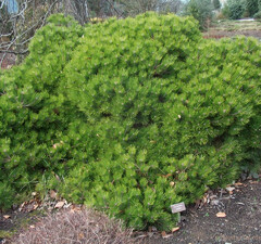 Сосна густоцветковая 'Low Glow'