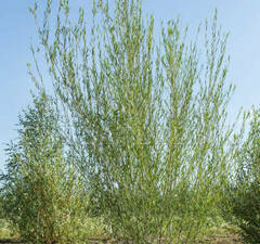 Ива Курайская (Ледебура)