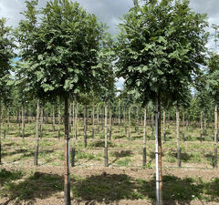 Рябина обыкновенная 'Globosum' 