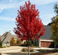 Клен красный 'Summerset' 