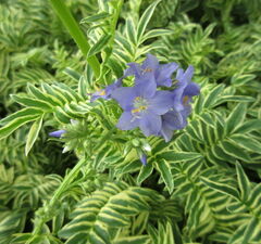 Синюха голубая 'Blanjou Brise d Anjou' 