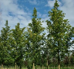 Клен остролистный 'Farlake's Green' 