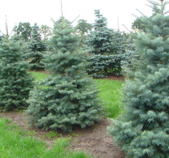 Пихта корейская 'Concolor'