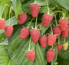 Малина ремонтантная "Атлант"