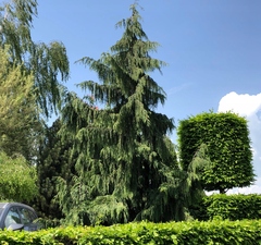 Кипарисовик нутканский