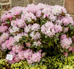 Рододендрон 'Silberwolke'