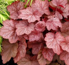 Гейхера гибридная 'Georgia peach'