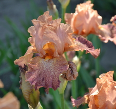 Ирис бородатый