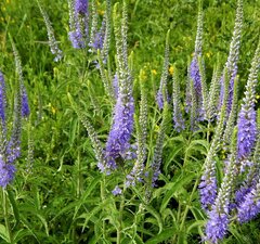 Вероника длиннолистная 