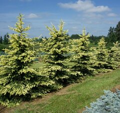 Ель колючая 'Maigold'