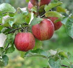 Яблоня "Джонаголд" 