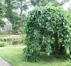 Вяз шершавый 