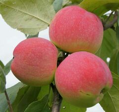 Яблоня белая/розовая 