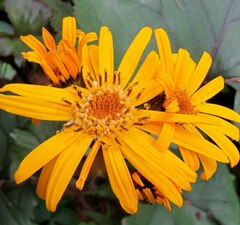 Бузульник зубчатый 'Othello'