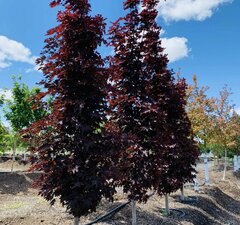 Клен остролистный 'Crimson Sentry' 