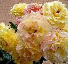 Роза "Кэтрин"