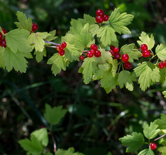 Смородина альпийская 'Pumilum'