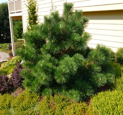 Сосна горная черная