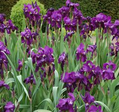 Ирис германский 