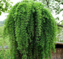 Лиственница европейская 'Julian's Weeper'