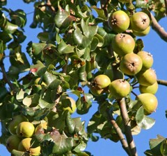 Груша 'Beech-Hill' 