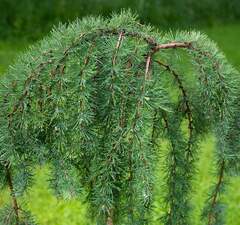 Лиственница японская 'Larix kaempferi'