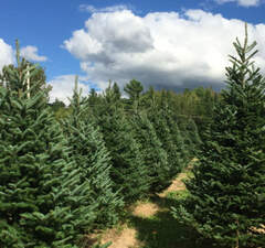 Пихта бальзамическая