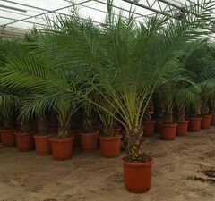 Пальма финиковая