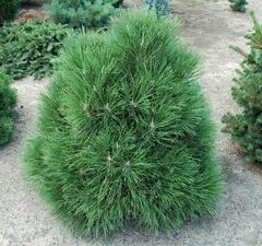 Сосна черная  'Spielberg'